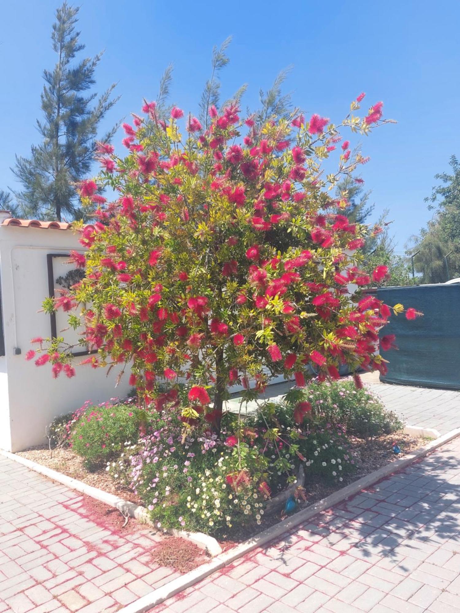 Tavira Vacations Apartments المظهر الخارجي الصورة
